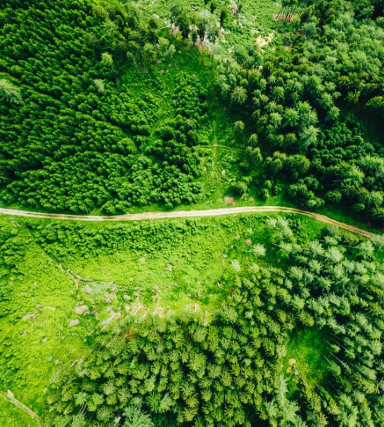 Imagen aérea de un bosque verde lleno de árboles